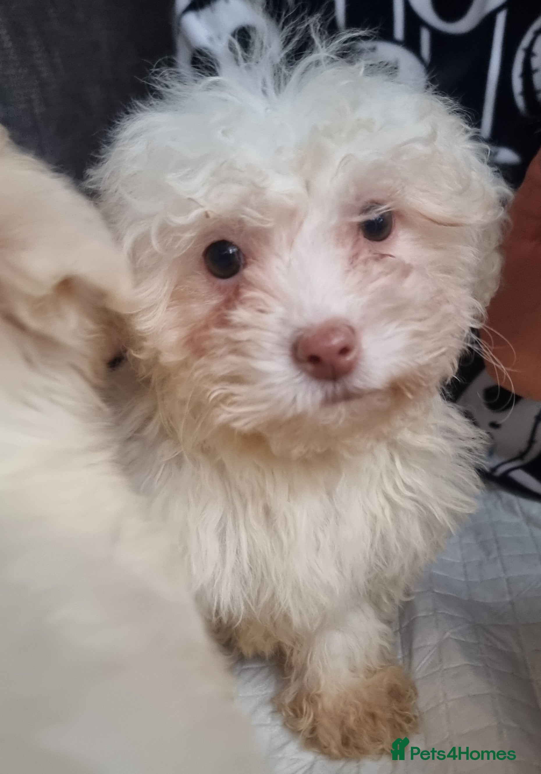 Mixed Breed dogs Maltichon puppies (2 boys left) - Advert 18