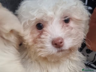 Mixed Breed dogs Maltichon puppies (only boys left) - Advert 15