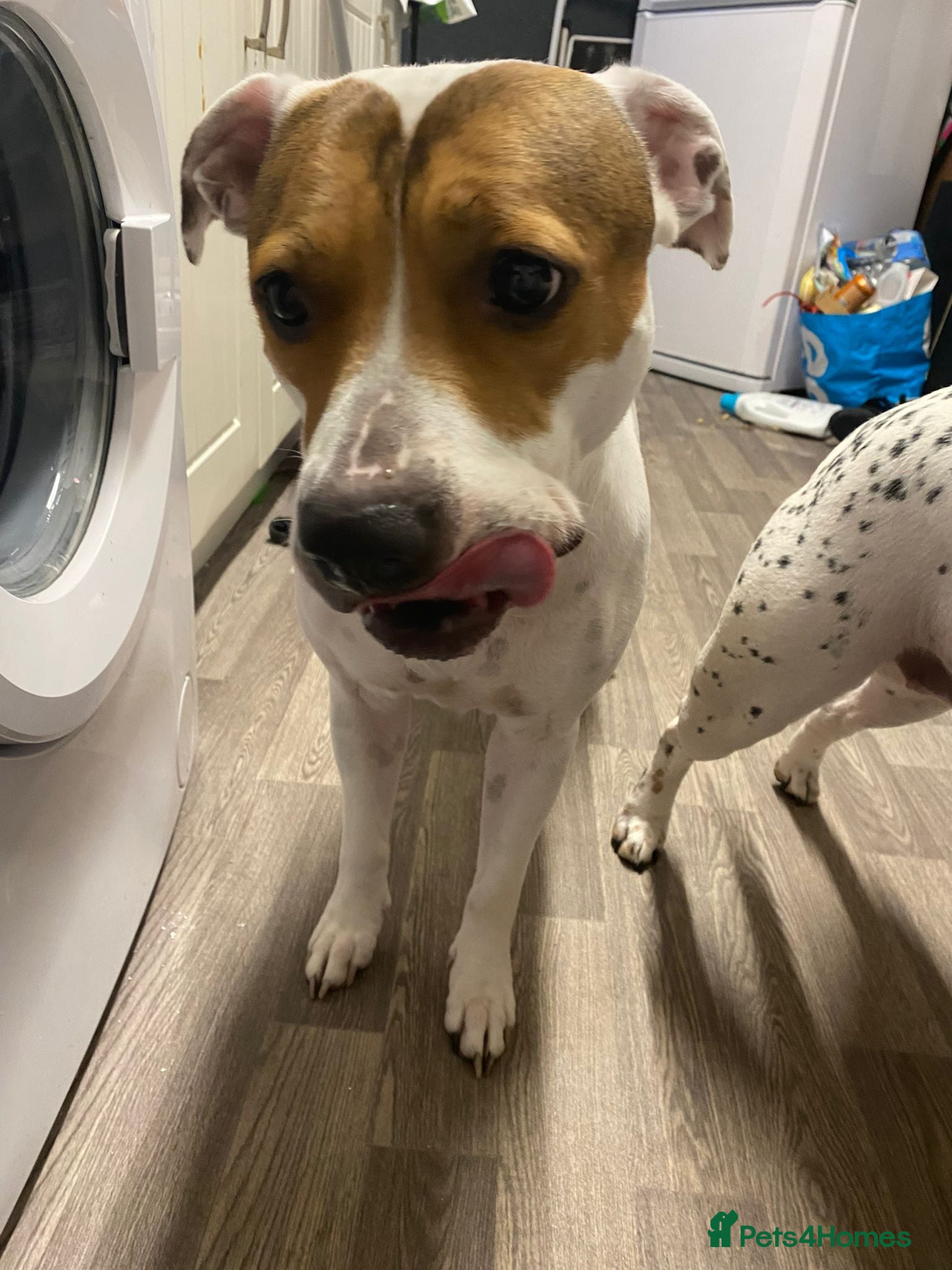 Mixed Breed dogs 2 staff cross girls - Advert 4