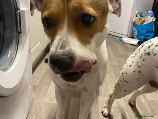 Mixed Breed dogs 2 staff cross girls - Advert 4