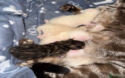 Bengal cats for sale: 4 Beautiful Bengals for sale  - Image 3