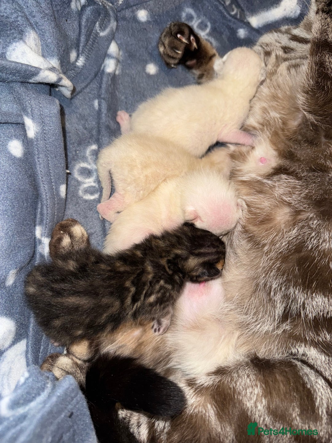 Bengal cats for sale: 4 Beautiful Bengals for sale  - Image 3