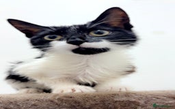 British Longhair cats for sale: 4 beautiful rescue kittens - Image 2