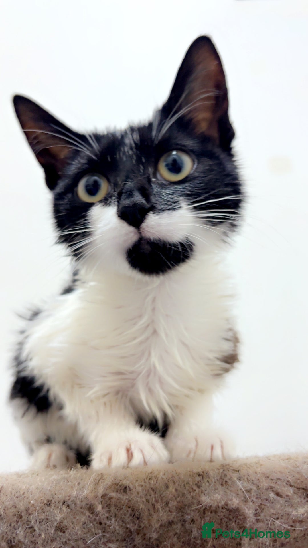 British Longhair cats for sale: 4 beautiful rescue kittens - Image 2