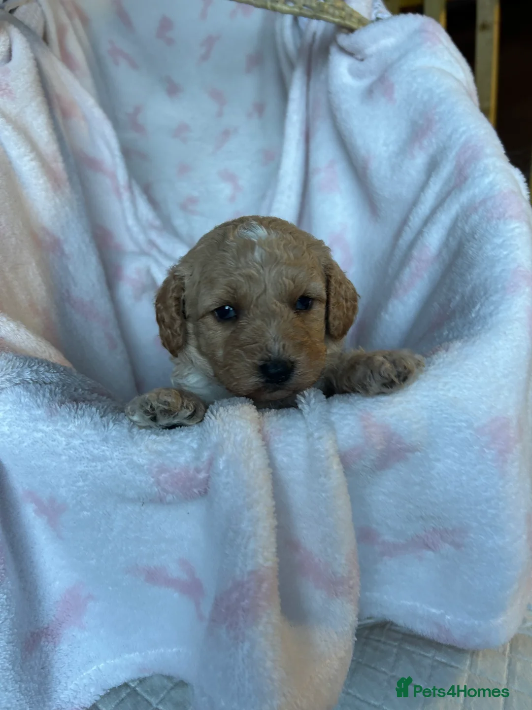 Cavapoo dogs for sale: Adventures of a curly cavapoo no further  - Advert 27