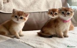Scottish Fold cats for sale: Beautiful Scottish Straight/Fold Kittens - Image 6