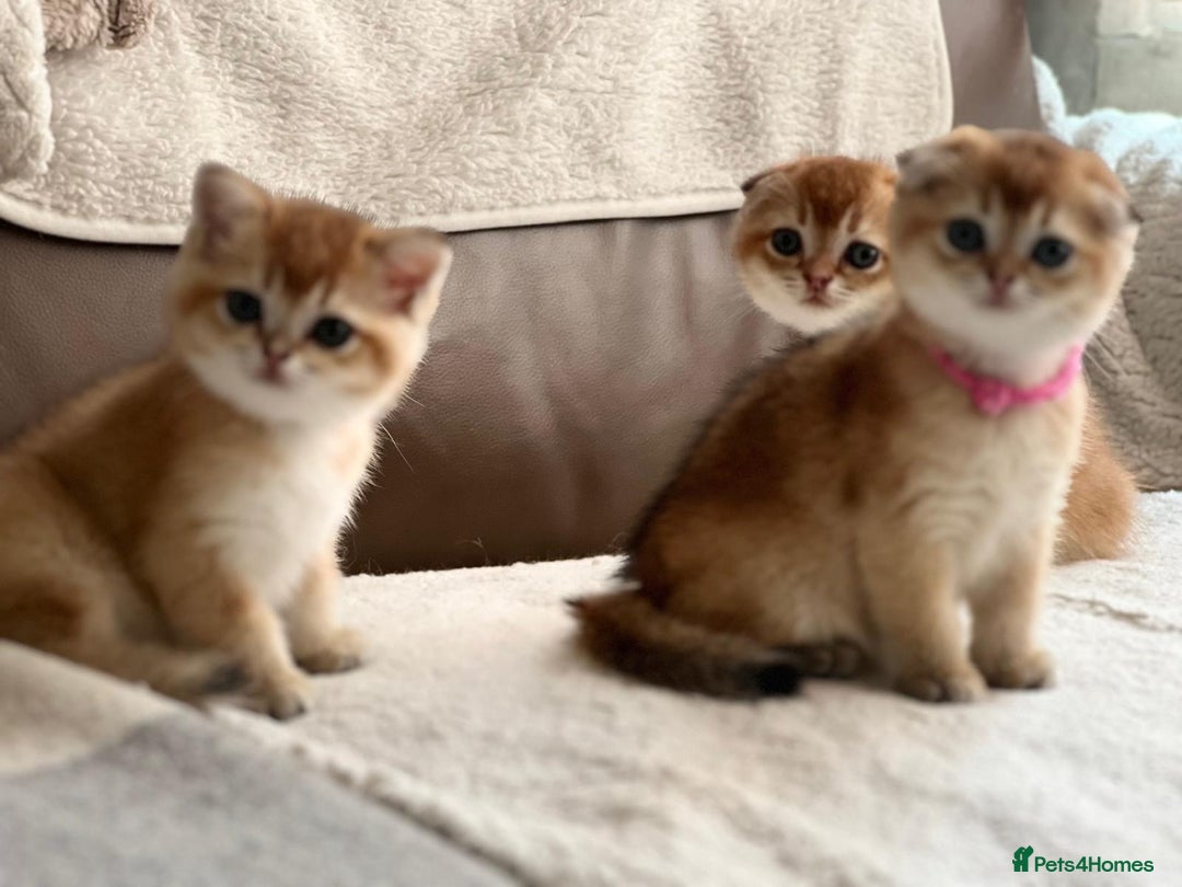 Scottish Fold cats for sale: Beautiful Scottish Straight/Fold Kittens - Image 6