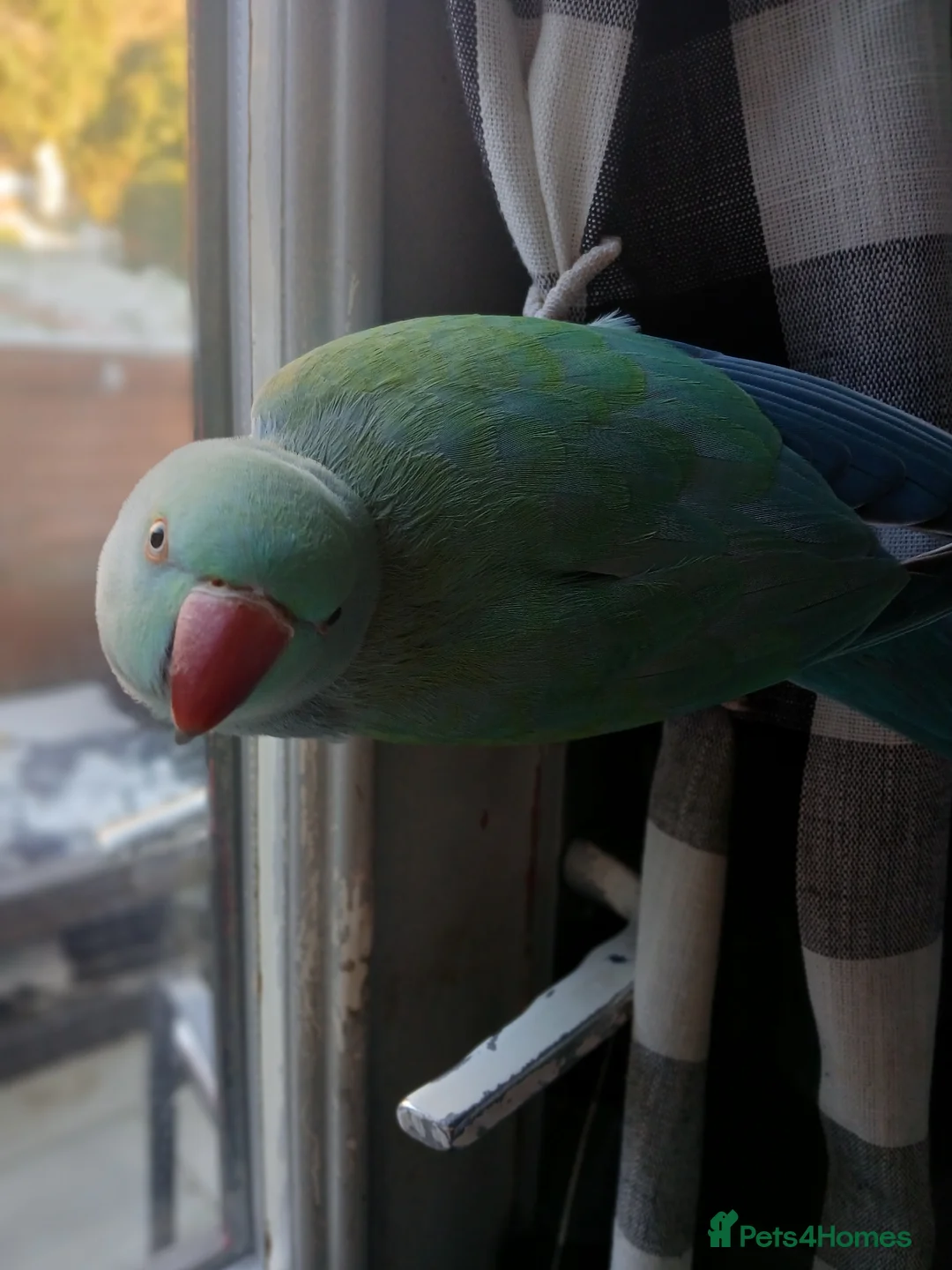 Ringnecks birds for sale: Year old talking ringneck parrot  in Banstead - Advert 1