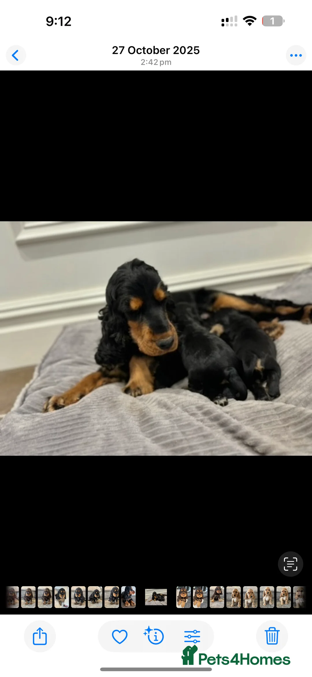 Cocker Spaniel dogs for sale: 100% SHOWTYPE KC REG FROM HEALTH TESTED PARENTS  - Advert 2
