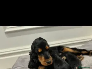 Cocker Spaniel dogs 100% SHOWTYPE KC REG FROM HEALTH TESTED PARENTS - Advert 2