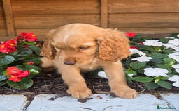 Cocker Spaniel dogs for sale: 2 beautiful working cocker spaniel pups  - Image 5