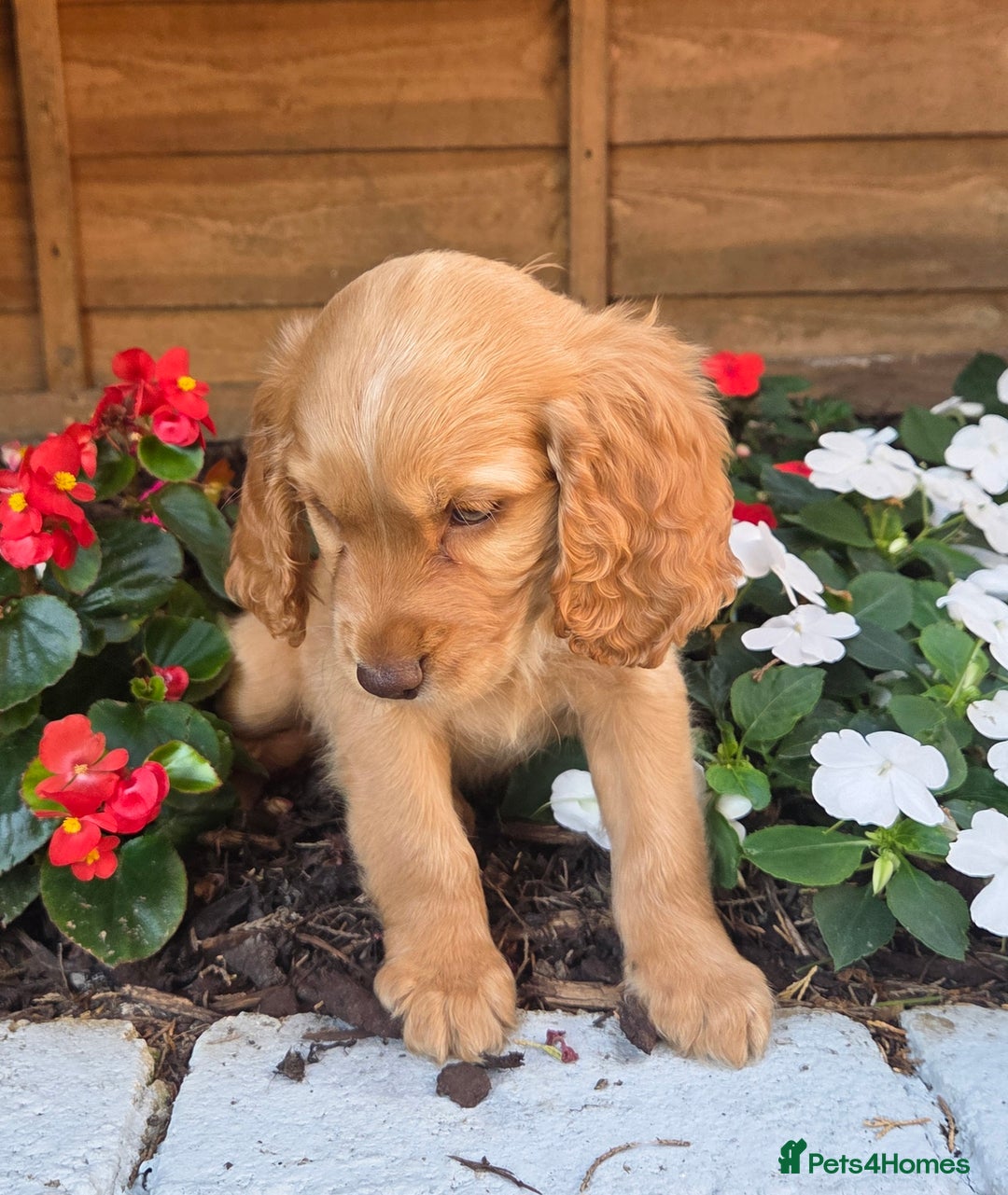 Cocker Spaniel dogs for sale: 2 beautiful working cocker spaniel pups  - Image 5