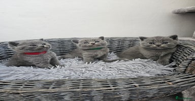 British Shorthair cats - Advert 10