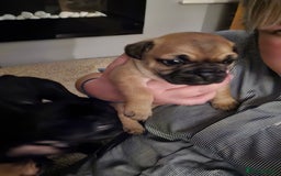 Frug dogs for sale: 1 beautiful girl left - Image 2