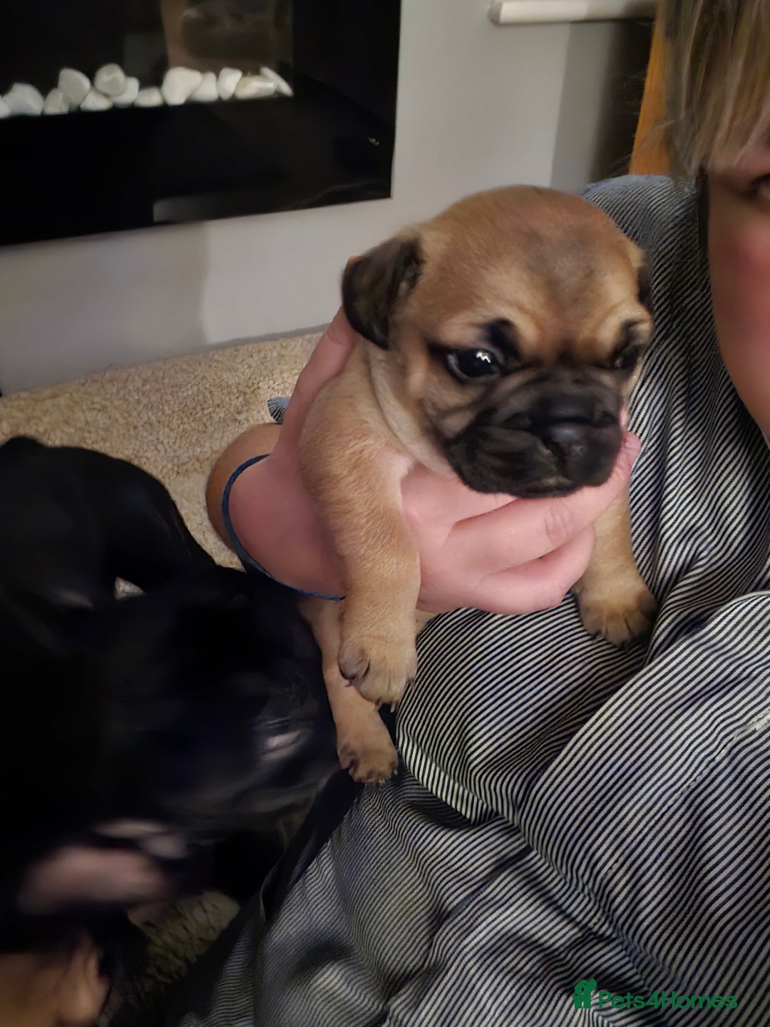 Frug dogs for sale: 1 beautiful girl left - Image 2