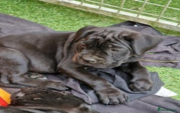 Cane Corso dogs for sale: Top quality  - Image 7