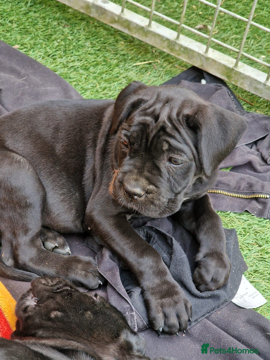 Cane Corso dogs for sale: Top quality  - Image 7
