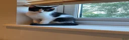 Domestic Shorthair cats for sale: 4 Beautiful Kittens Ready for their Forever Homes - Advert 7