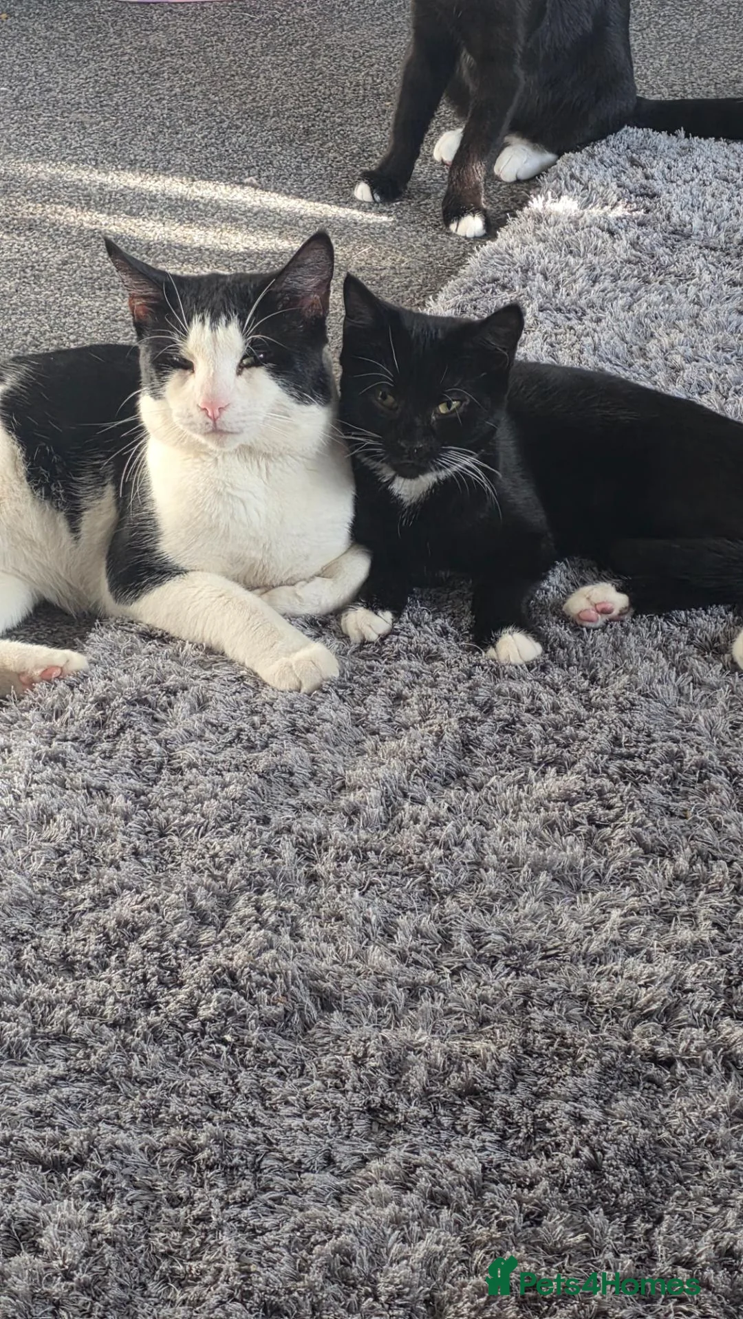 Egyptian Mau cats for sale: Egyptian Meau Cross, Male cat for sale - Advert 2