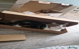 Mixed Breed cats for sale: Female long hair cat - Image 3