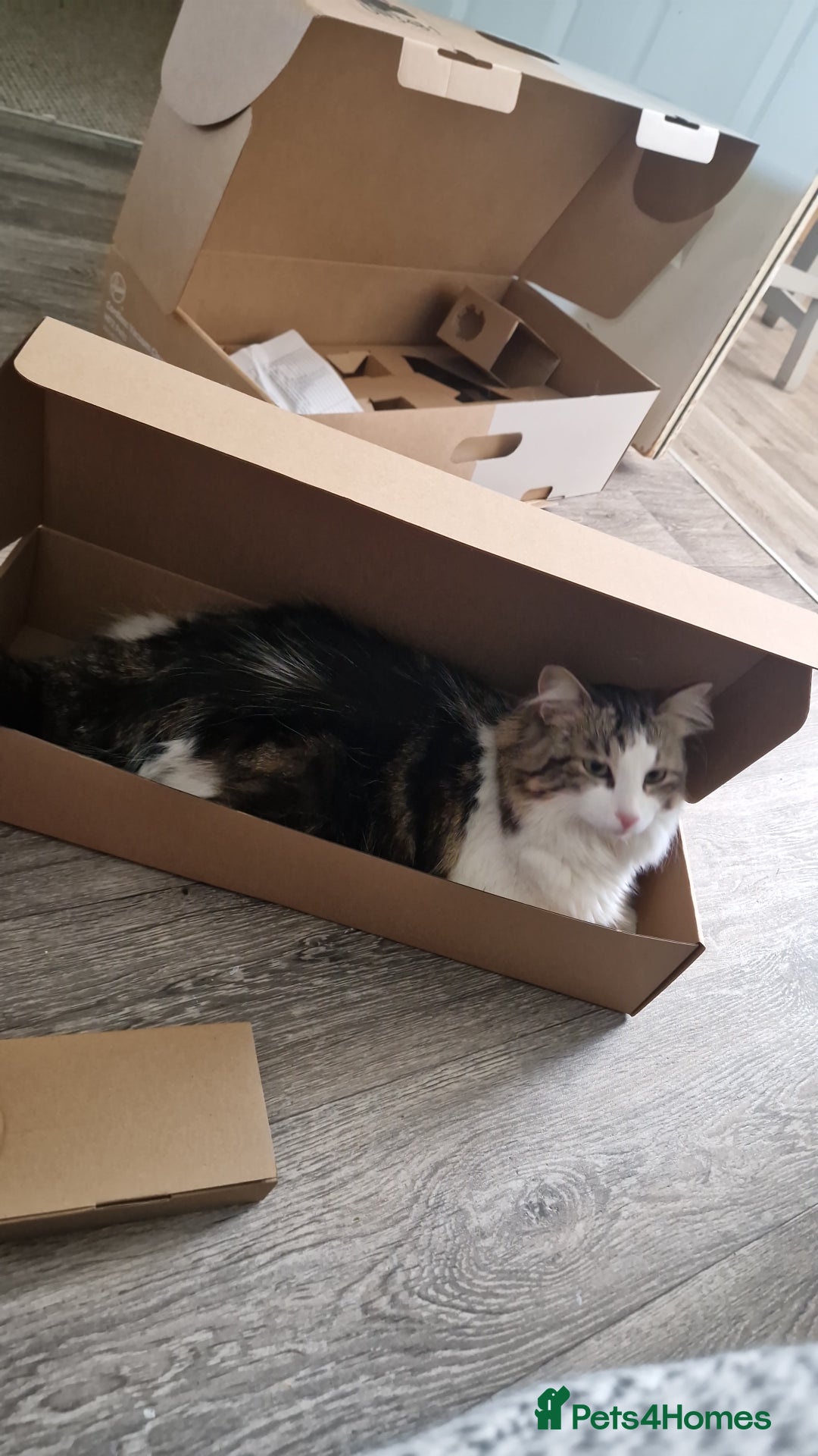 Mixed Breed cats for sale: Female long hair cat - Image 3