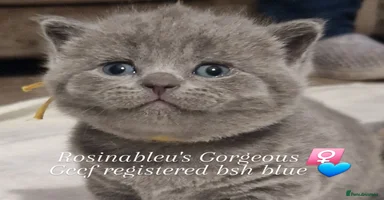 British Shorthair cats - Advert 11