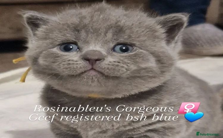 British Shorthair cats - Advert 6