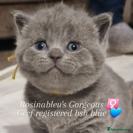 British Shorthair cats - Advert 6