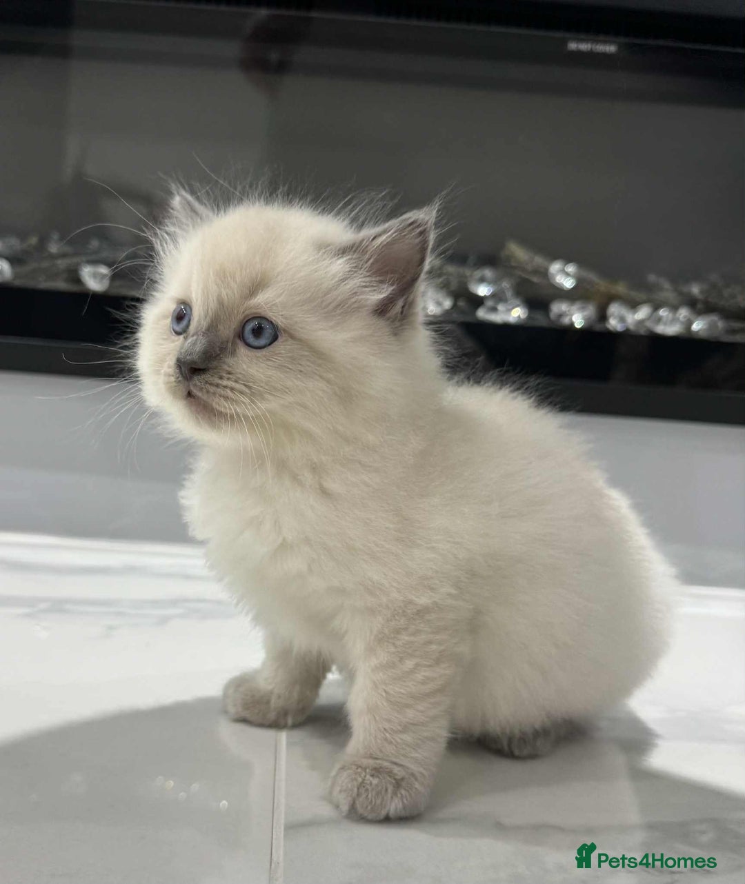 Ragdoll cats for sale: Lovely Ragdoll Kittens  - Advert 2