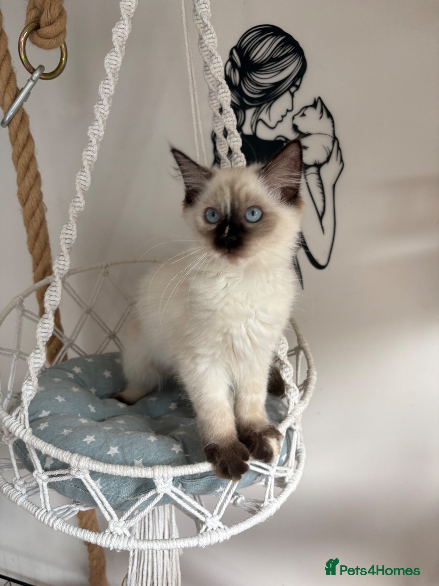Ragdoll cats Beautiful ragdoll kittens  - Advert 2