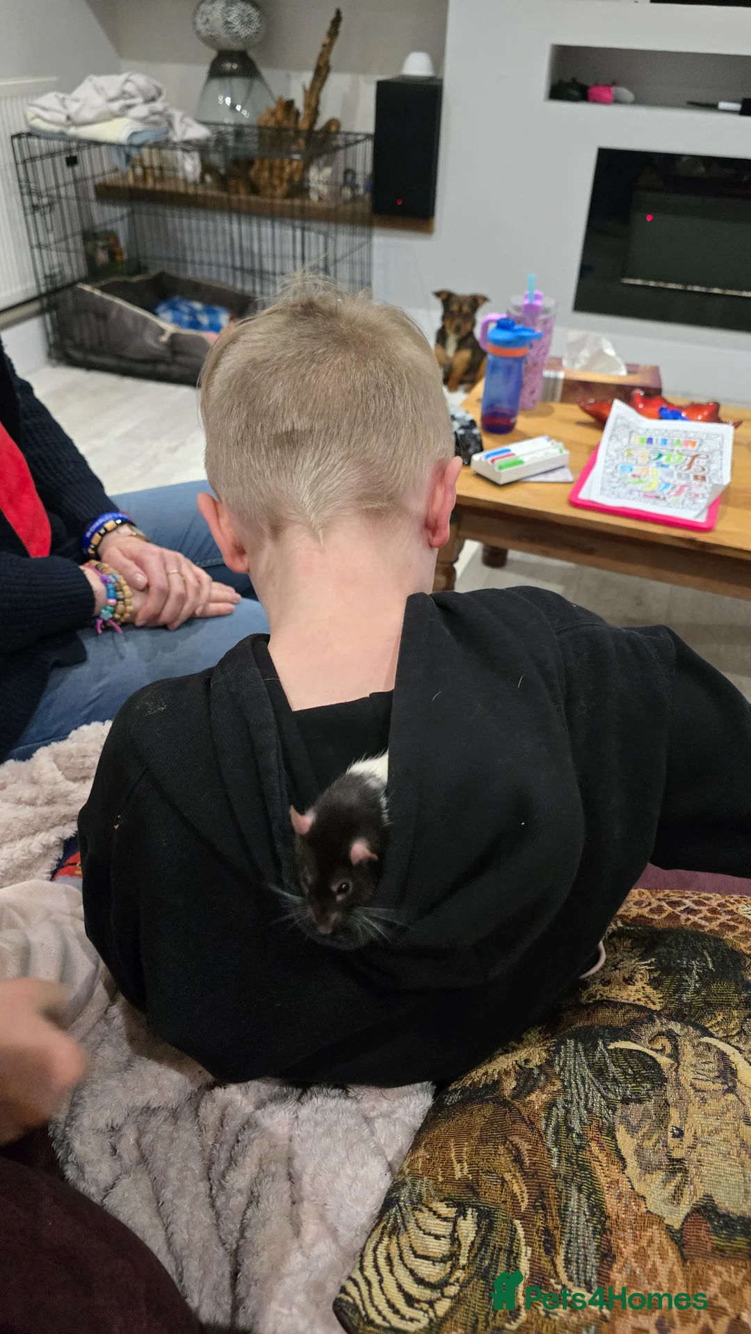 Rat rodents for sale: Two rat boys + rat mansion.  in Andover - Advert 2