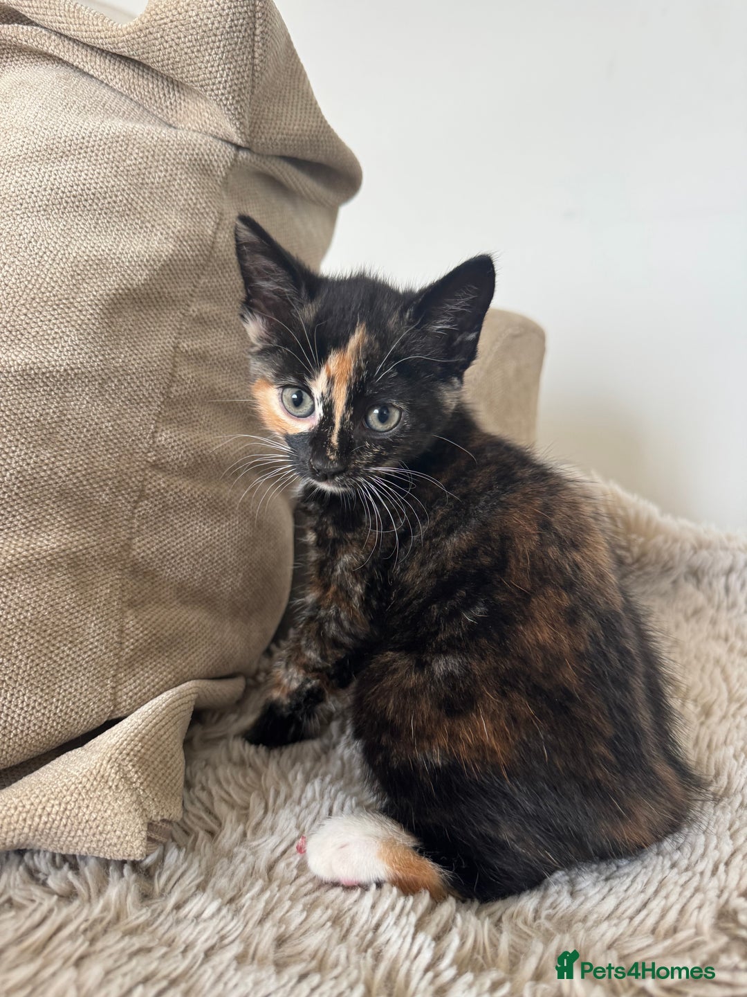 Mixed Breed cats for sale: 3 kittens for sale - Image 13