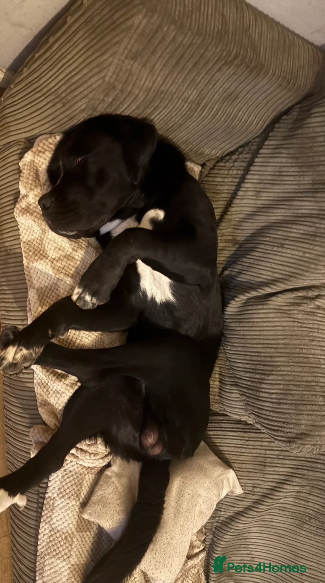 Mixed Breed dogs for sale: NO LITTER. REHOMING DOG - Advert 2