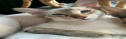 Balinese cats for sale: Chocolate tabby point female - Advert 4