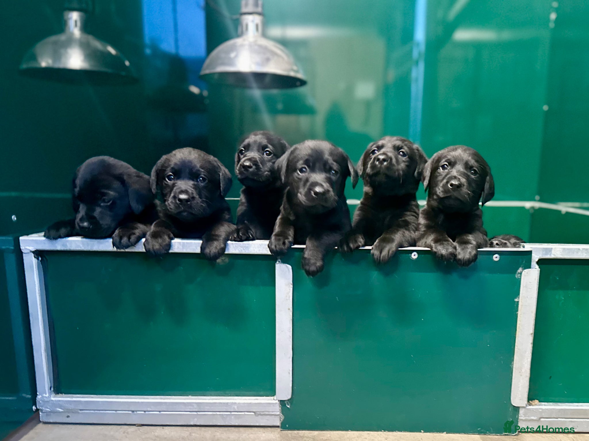 Labrador Retriever dogs Labrador puppies  - Advert 4