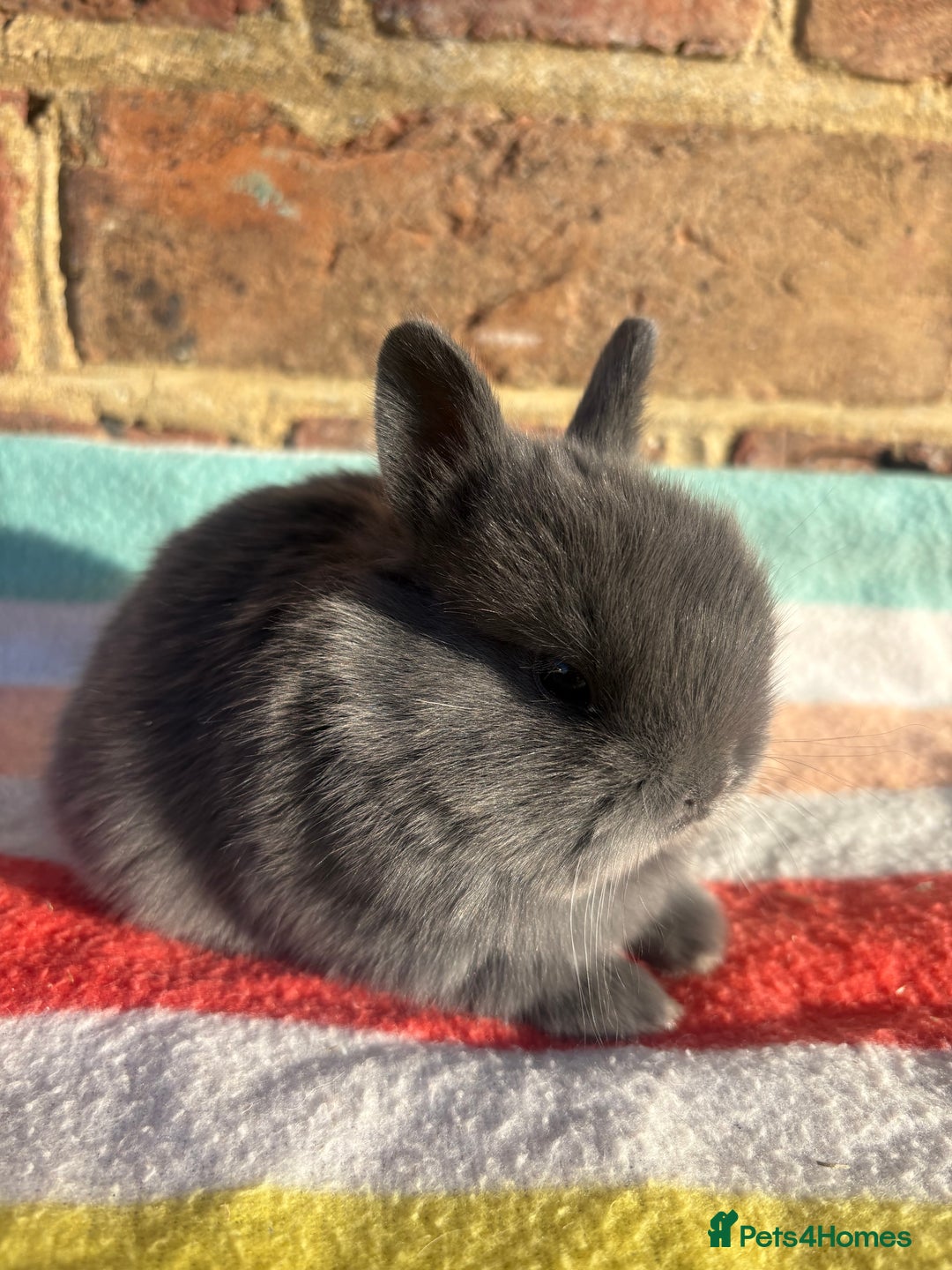 Netherland Dwarf rabbits for sale: Sweet Blue Netherland Dwarf bunnies  - Advert 10