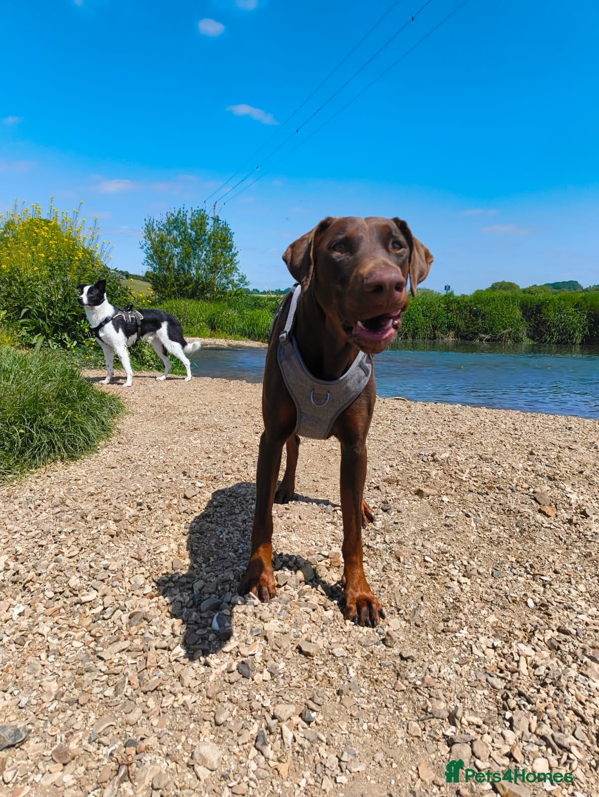Mixed Breed dogs Doberman x Border Collie Pup - Advert 9