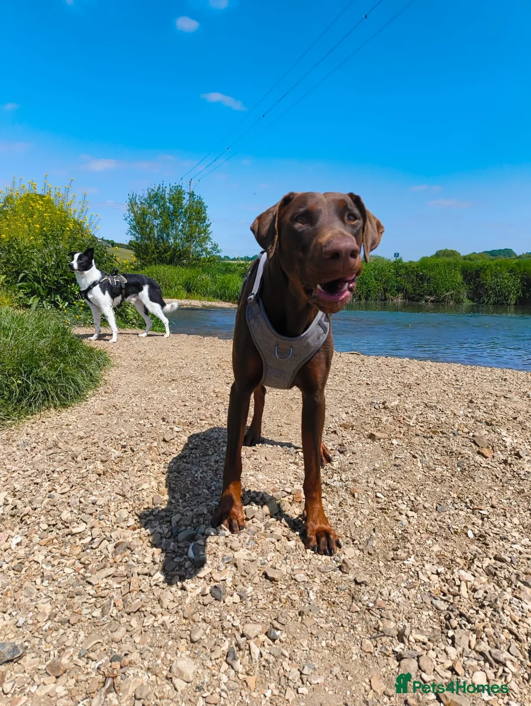 Mixed Breed dogs for sale: Doberman x Border Collie Pup - Advert 1
