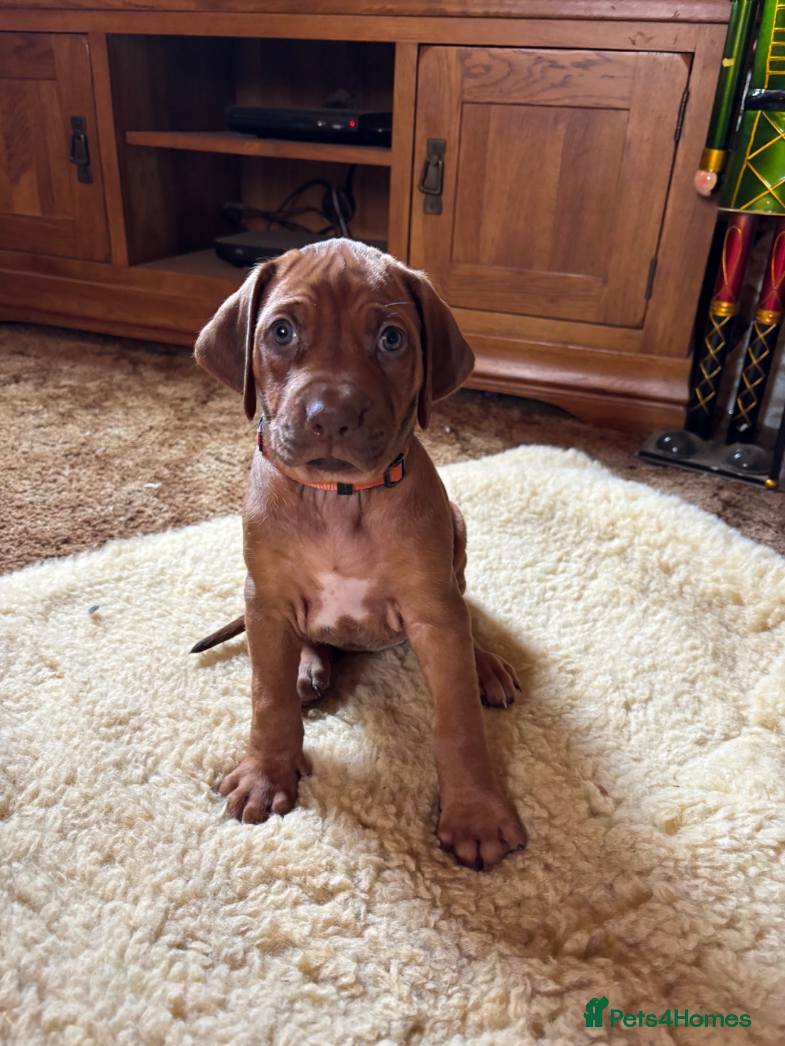 Rhodesian Ridgeback dogs Exceptionally Health Tested/Family Home. Kc Reg - Advert 2