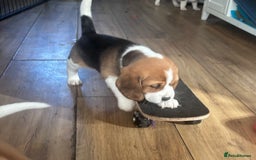 Beagle dogs for sale: 2 stunning Beagle Puppies, ready now in Sidcup - Image 24