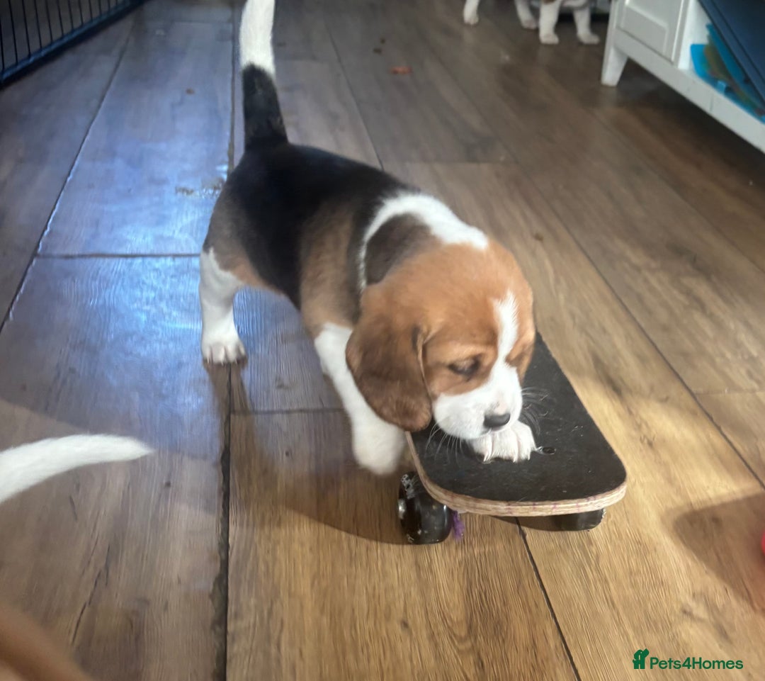 Beagle dogs for sale: 2 stunning Beagle Puppies, ready now in Sidcup - Image 24