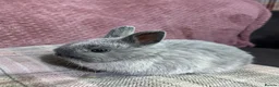 Netherland Dwarf rabbits for sale: Pure Netherland Dwarf rabbits - Advert 4