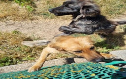Mixed Breed dogs for adoption: 🆘‼️AT RISK OF BEING EUTHANISED! - Image 2