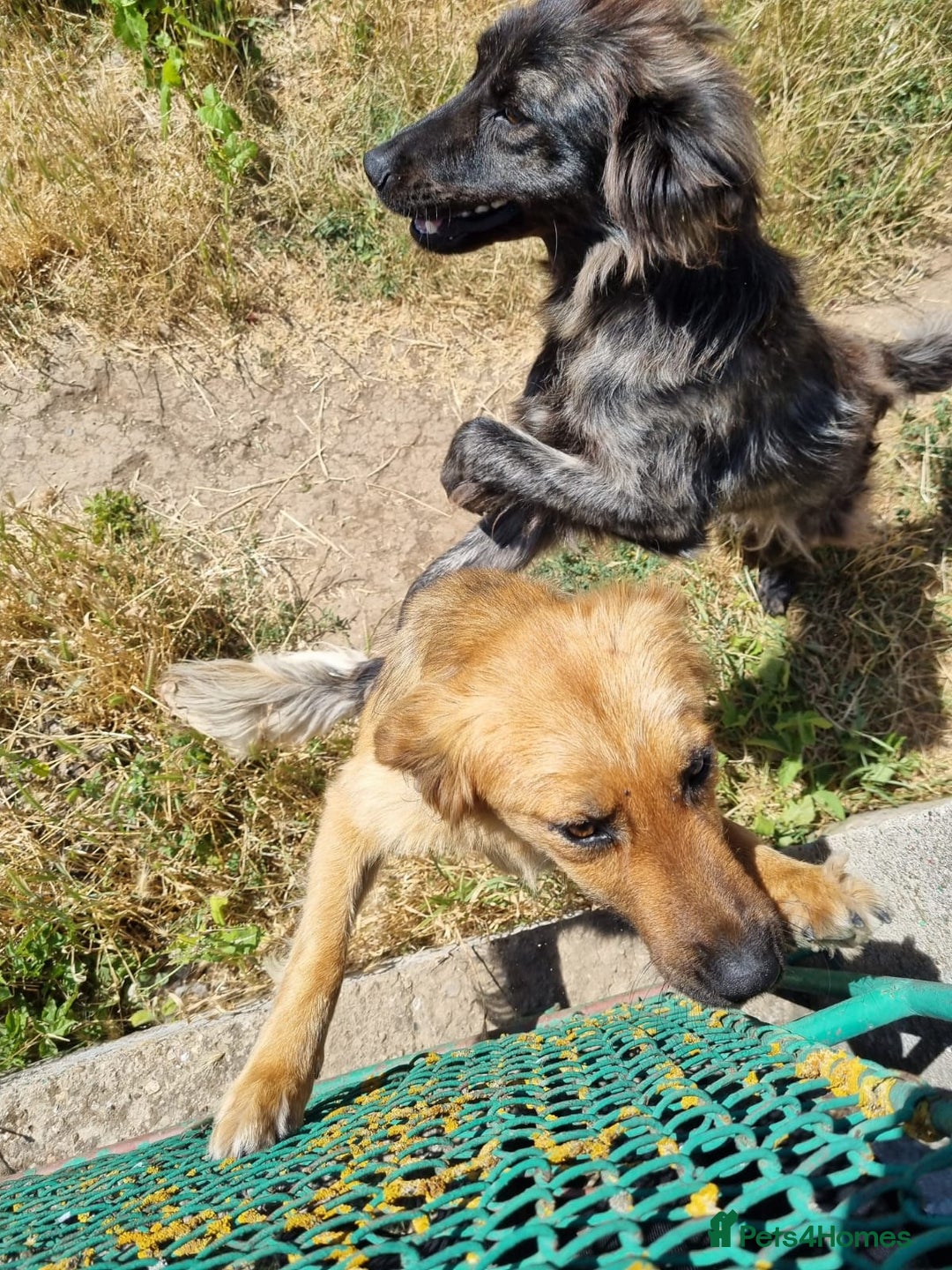 Mixed Breed dogs for adoption: 🆘‼️AT RISK OF BEING EUTHANISED! - Image 2