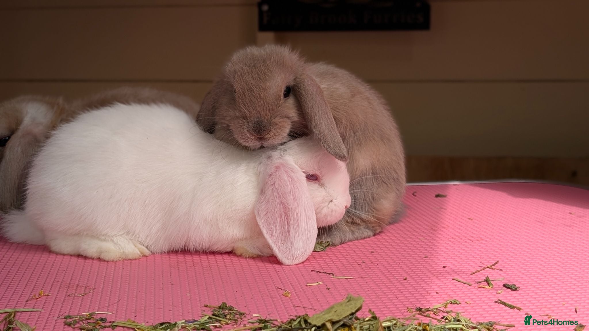 Mini Lop rabbits Mini lops shoe lines - Advert 1