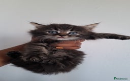 Ragdoll cats for sale: Ragdol 7 kittens available  - Image 9