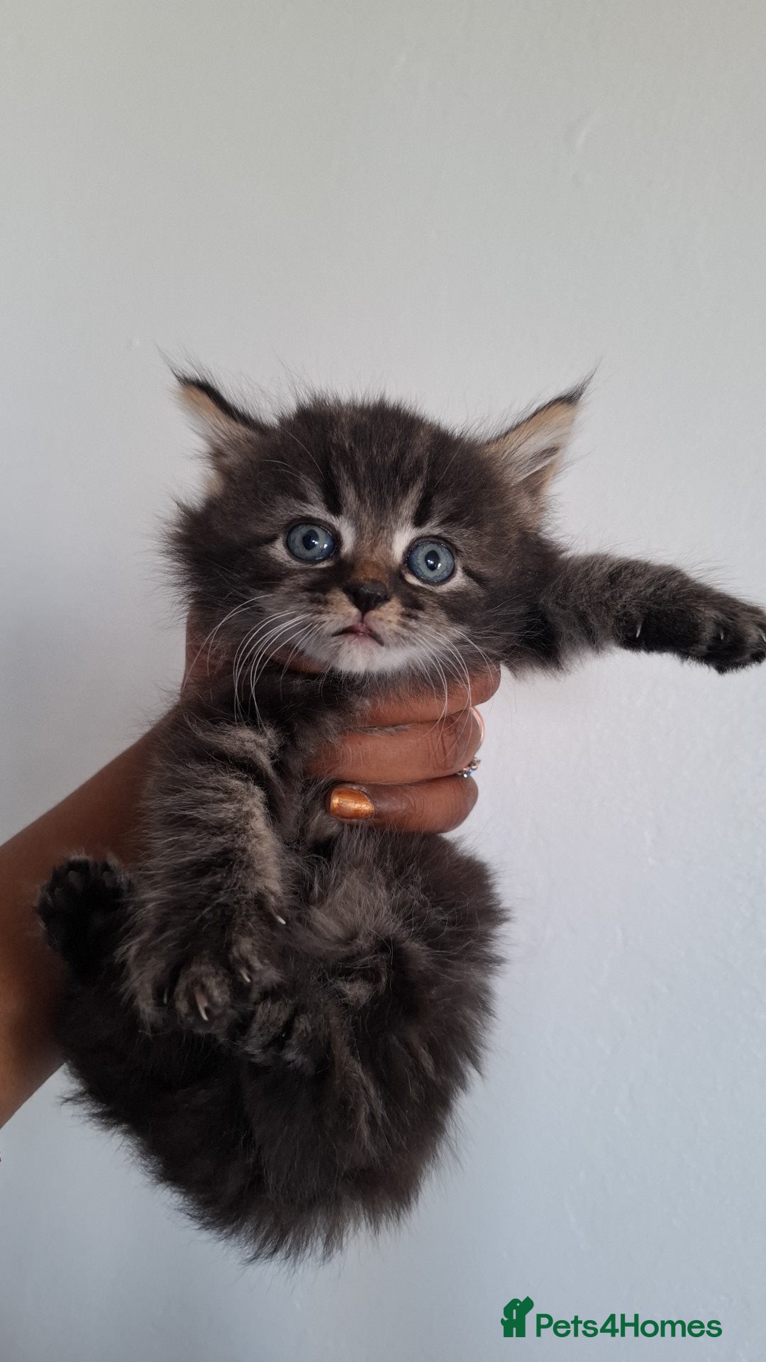 Ragdoll cats for sale: Ragdol 7 kittens available  - Image 9