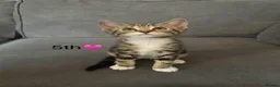 Mixed Breed cats for sale: Kittens  in Grantham - Advert 15