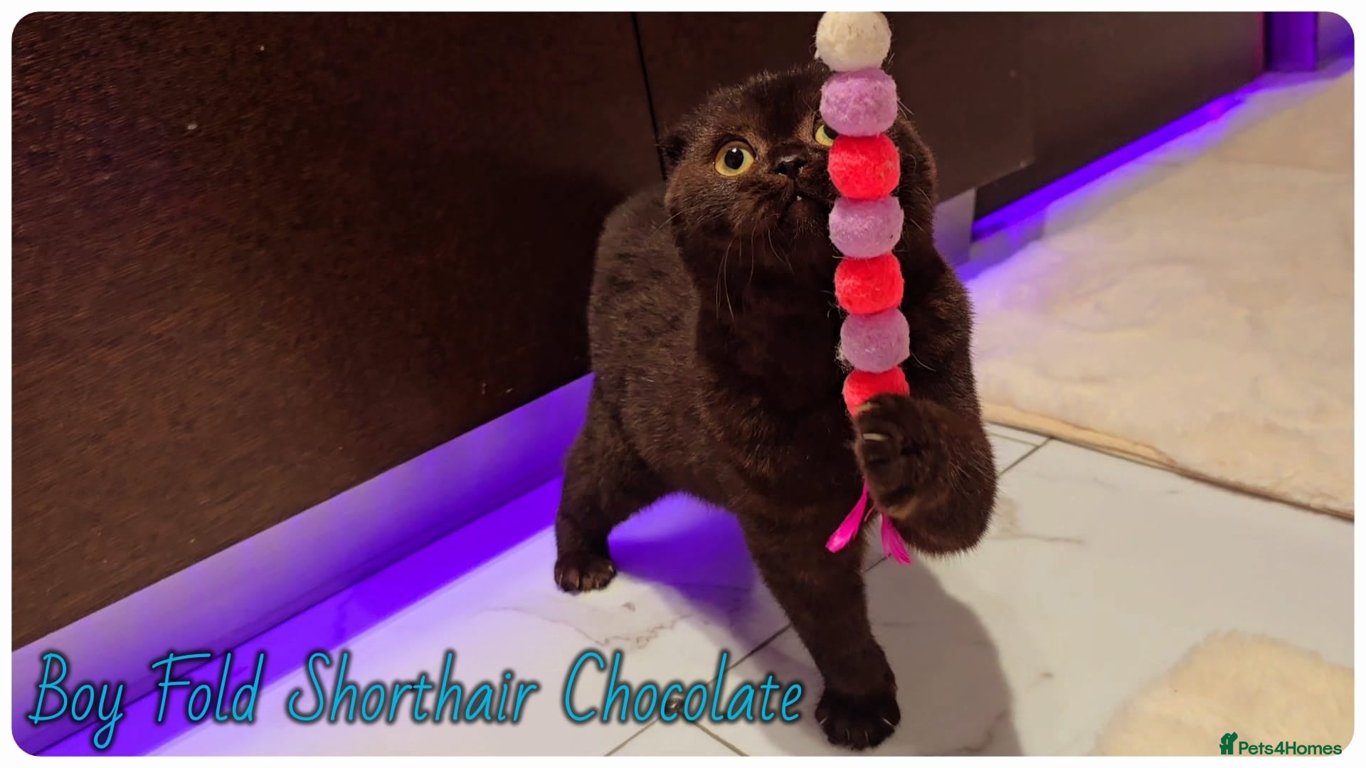 Scottish Fold cats Scottish fold - Advert 1