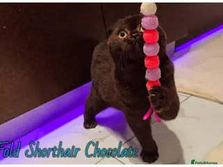 Scottish Fold cats Scottish fold - Advert 2